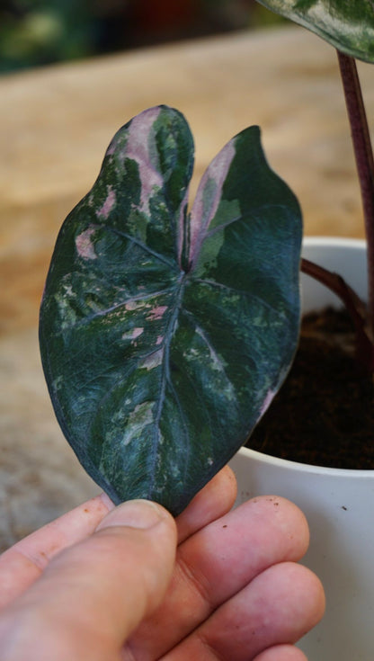 alocasia yucatan princess variegata pink  studio plantes rares shop strasbourg jungle jardinerie small leaf