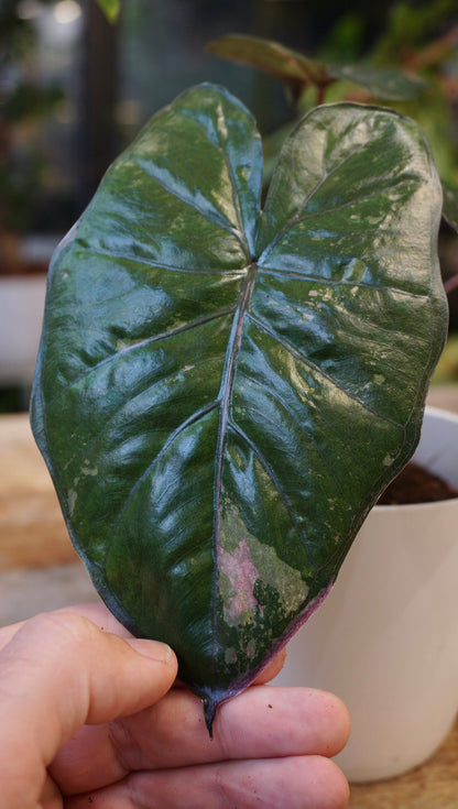 alocasia yucatan princess variegata pink  studio plantes rares shop strasbourg jungle jardinerie other leaf