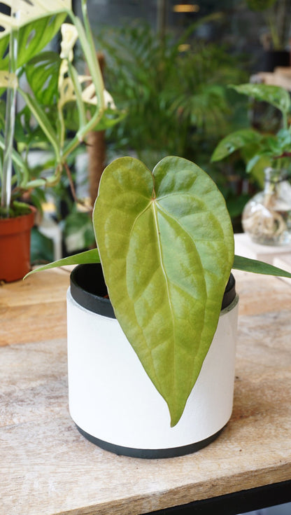 anthurium regale x luxurians Anthurium Black Diamond inv (Regale x Luxurians) – Studio Plantes
