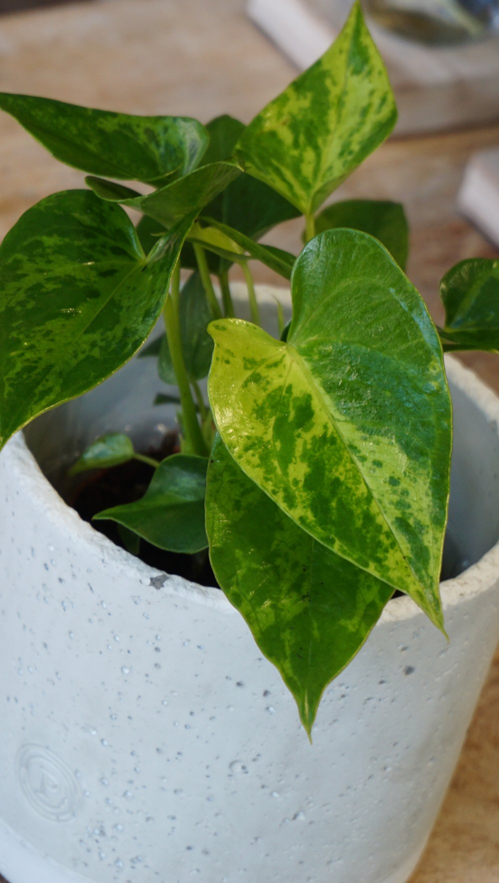 Anthurium Caipirinha