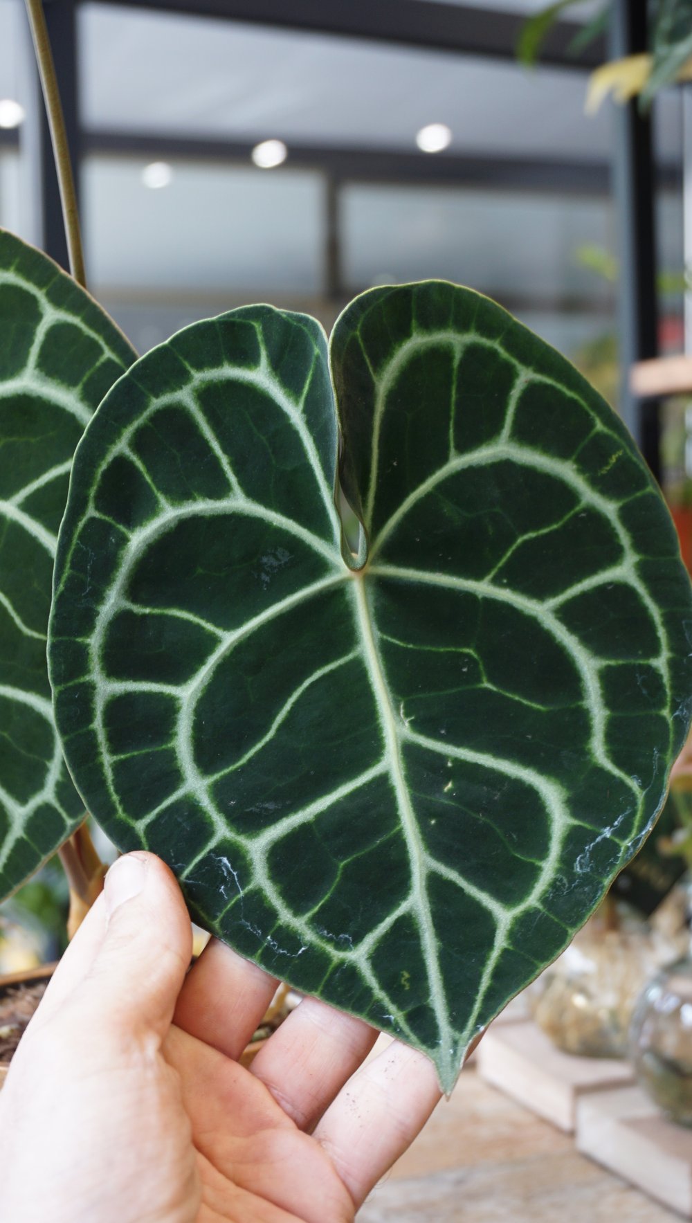 anthurium clarinervium rare Anthurium Clarinervium M – Studio Plantes