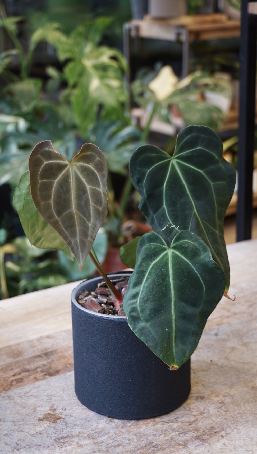 Anthurium Dark Crystallinum x Papillilaminum