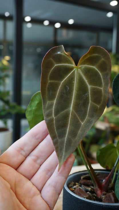 Anthurium Dark Crystallinum x Papillilaminum