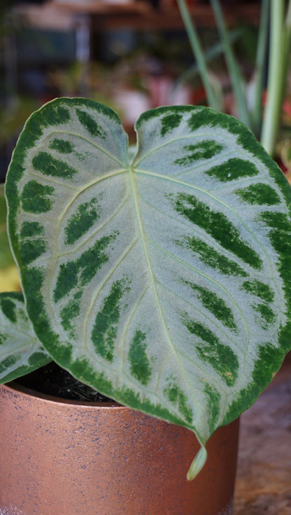 Anthurium Dorayaki