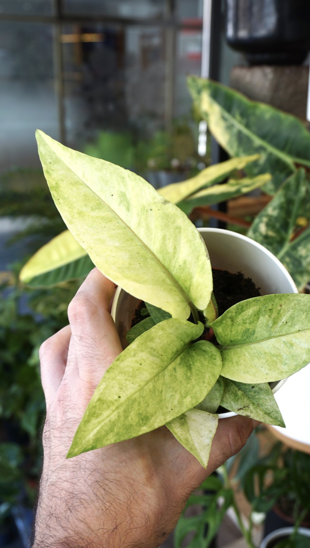 Anthurium Hookery Variegata