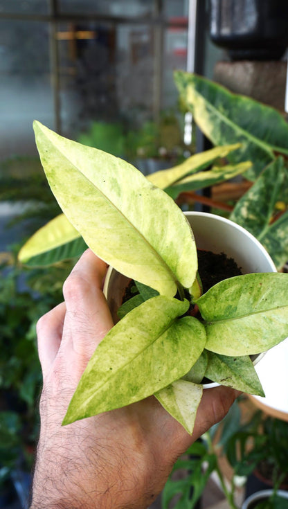 Anthurium Hookery Variegata