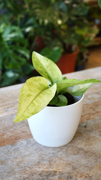 Anthurium Hookery Variegata