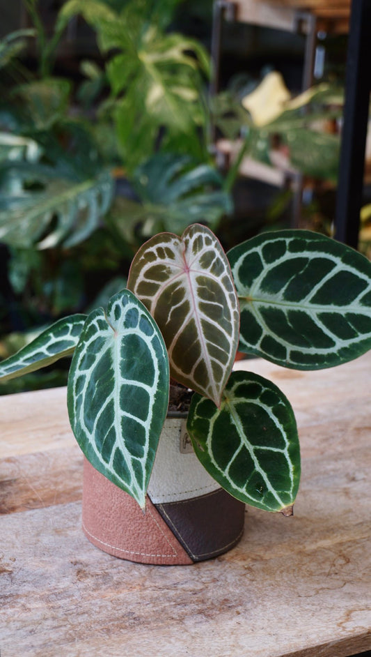 Anthurium HU x Red Crystallinum