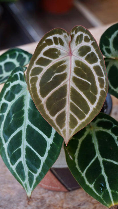 Anthurium HU x Red Crystallinum