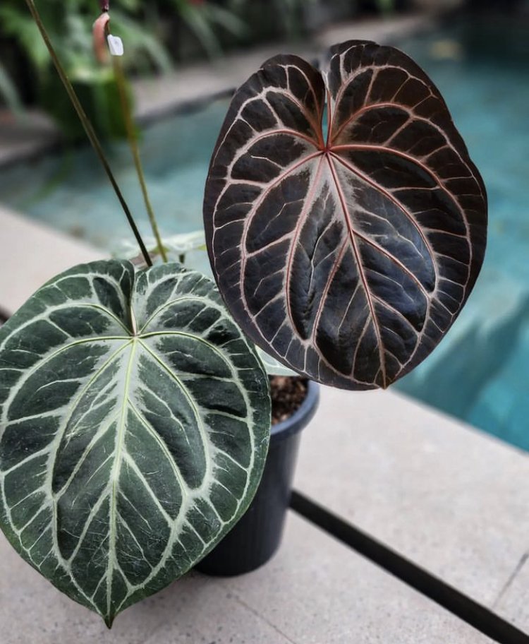 Anthurium HU x Red Crystallinum