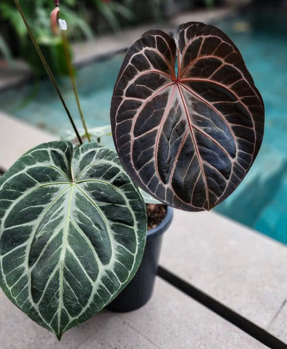 Anthurium HU x Red Crystallinum