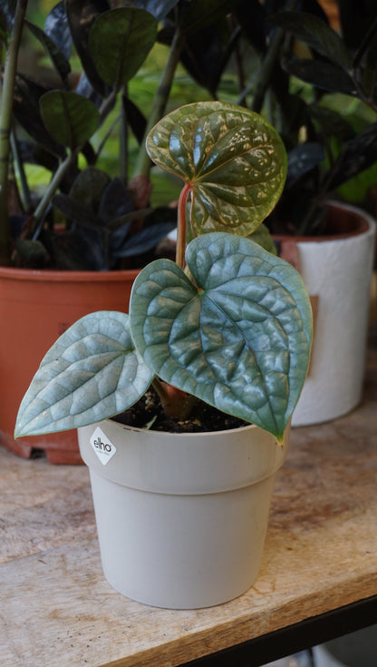 Anthurium Luxurians Platinum