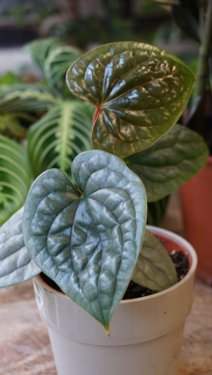 Anthurium Luxurians Platinum