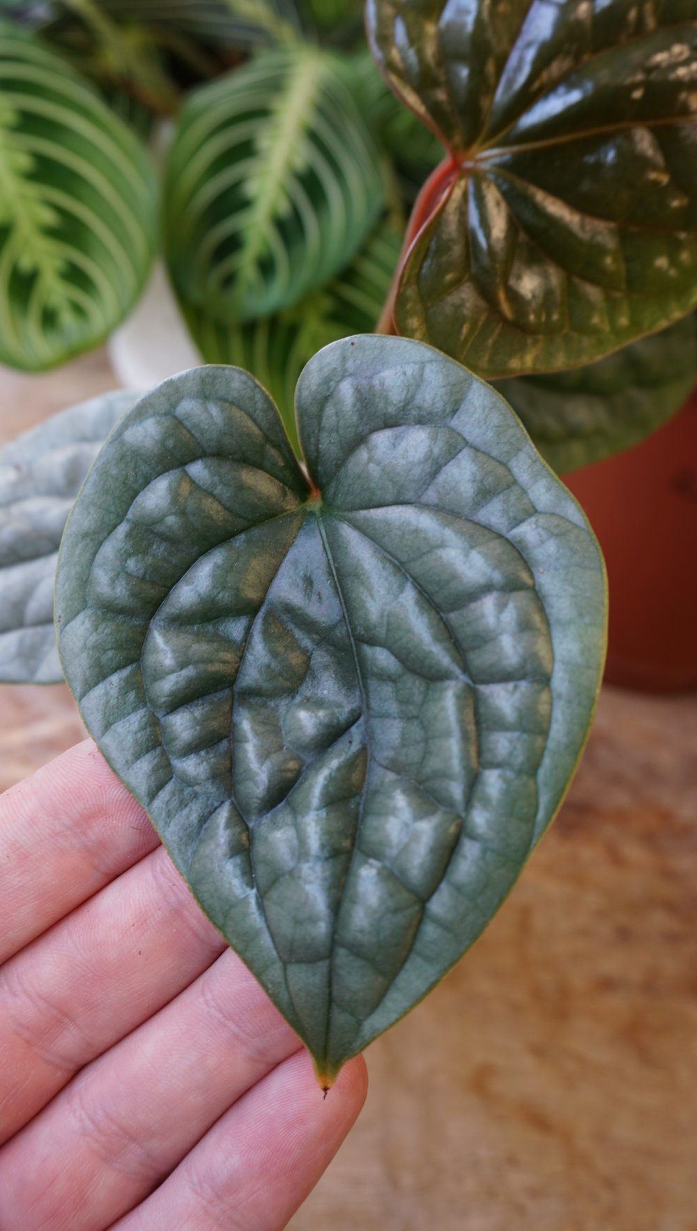 Anthurium Luxurians Platinum