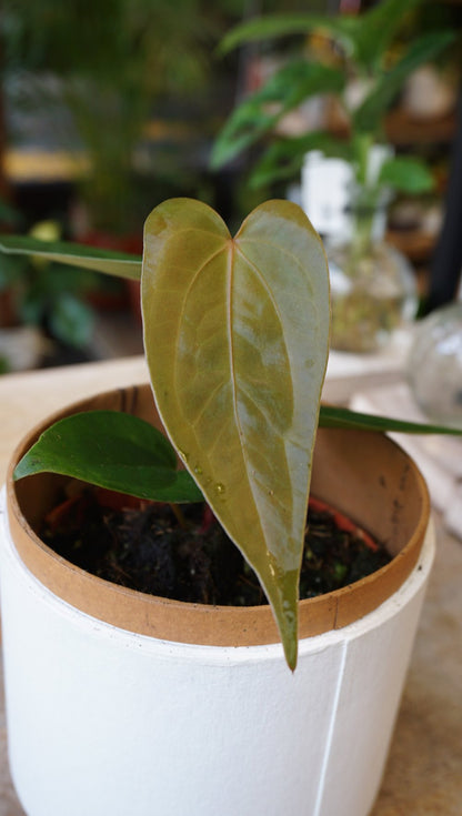 Anthurium Magnificum x Nigrolaminum Gigi