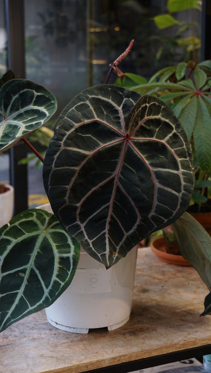 Anthurium Michelle XL by DocBlock ®