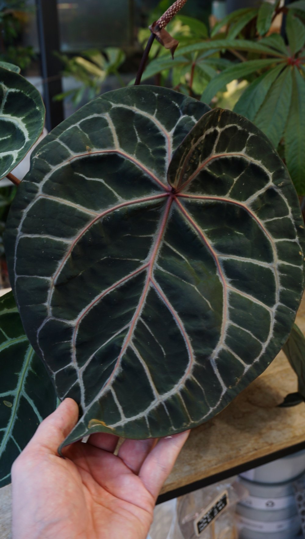 Anthurium Michelle XL by DocBlock ® – Studio Plantes Anthurium Michelle XL by DocBlock ® – Studio Plantes