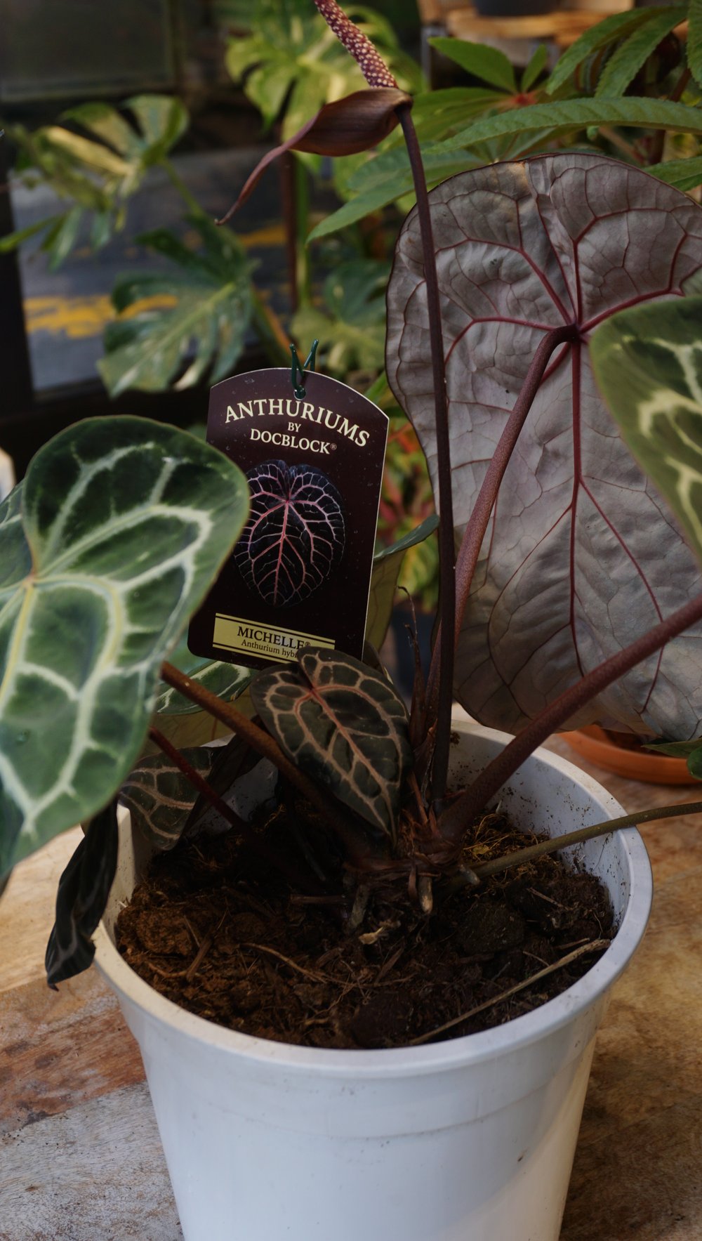 Anthurium Michelle XL by DocBlock ® – Studio Plantes Anthurium Michelle XL by DocBlock ® – Studio Plantes