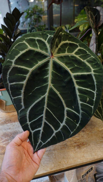 Anthurium Michelle XL by DocBlock ®