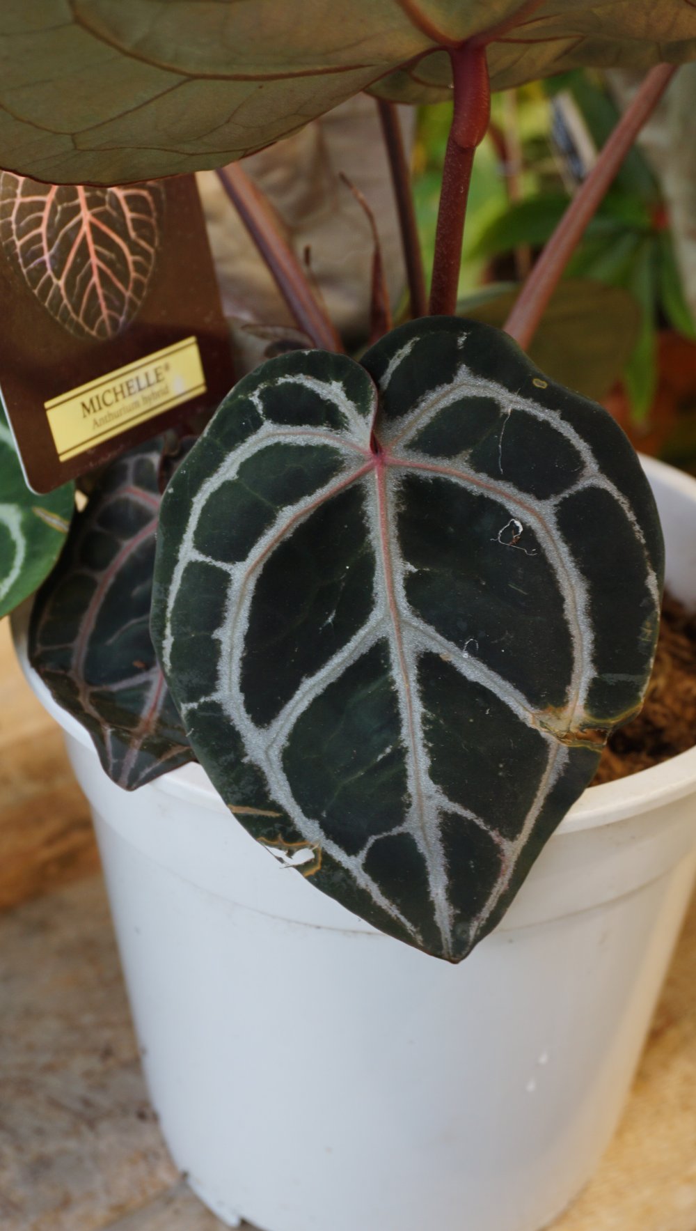 Anthurium Michelle XL by DocBlock ® – Studio Plantes