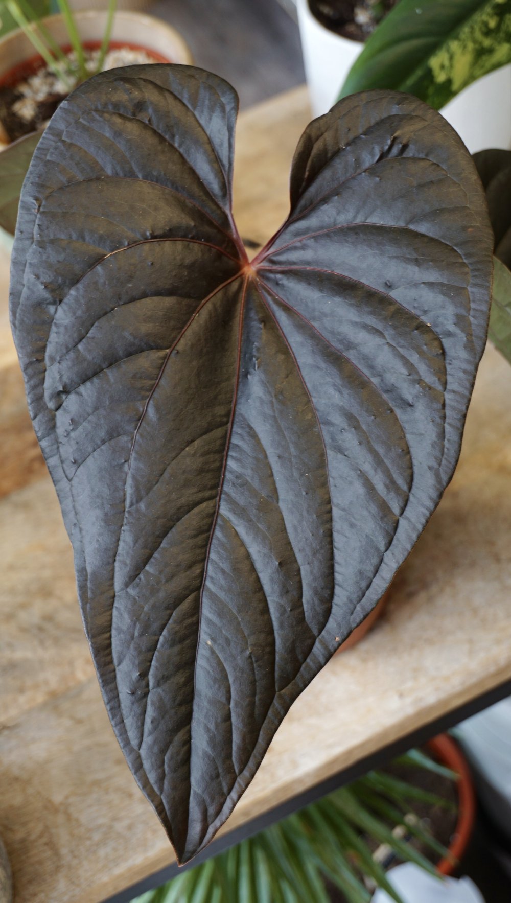 Anthurium Moodeanum