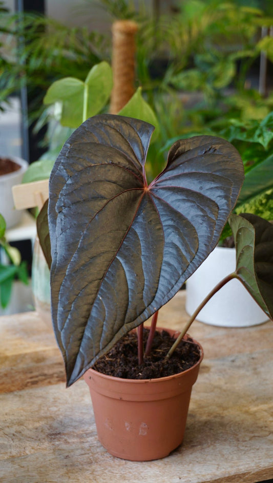 Anthurium Moodeanum