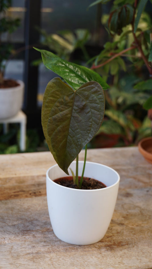 Anthurium Queen of Hearts