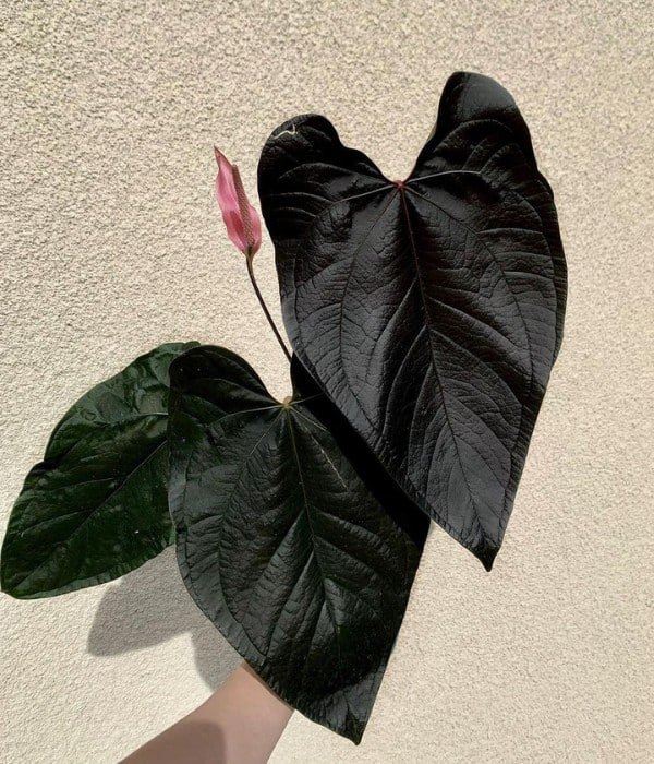 Anthurium Queen of Hearts