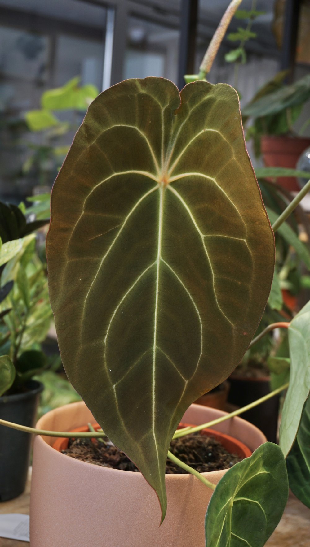 anthurium red spider for sale Anthurium Red Spider x Forgetii – Studio Plantes