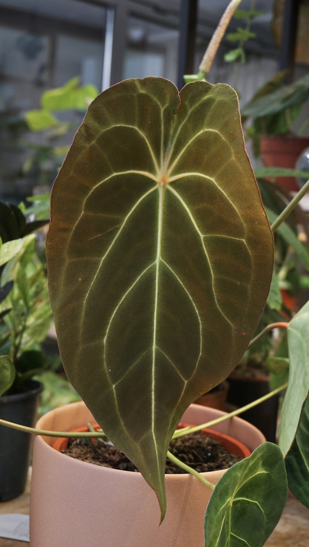 Anthurium Red Spider x Forgetii