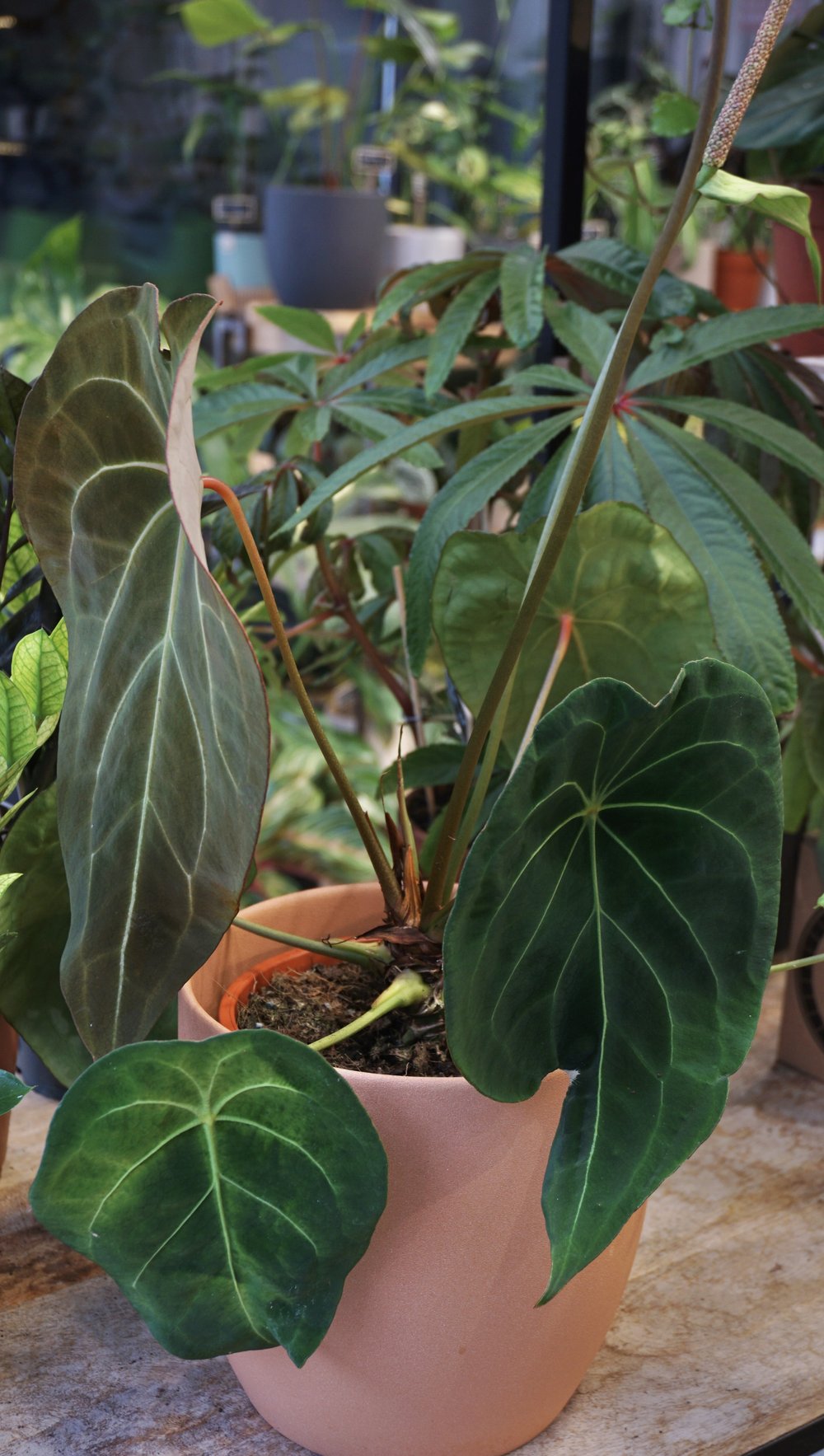 anthurium tarantula Anthurium Red Spider x Forgetii – Studio Plantes