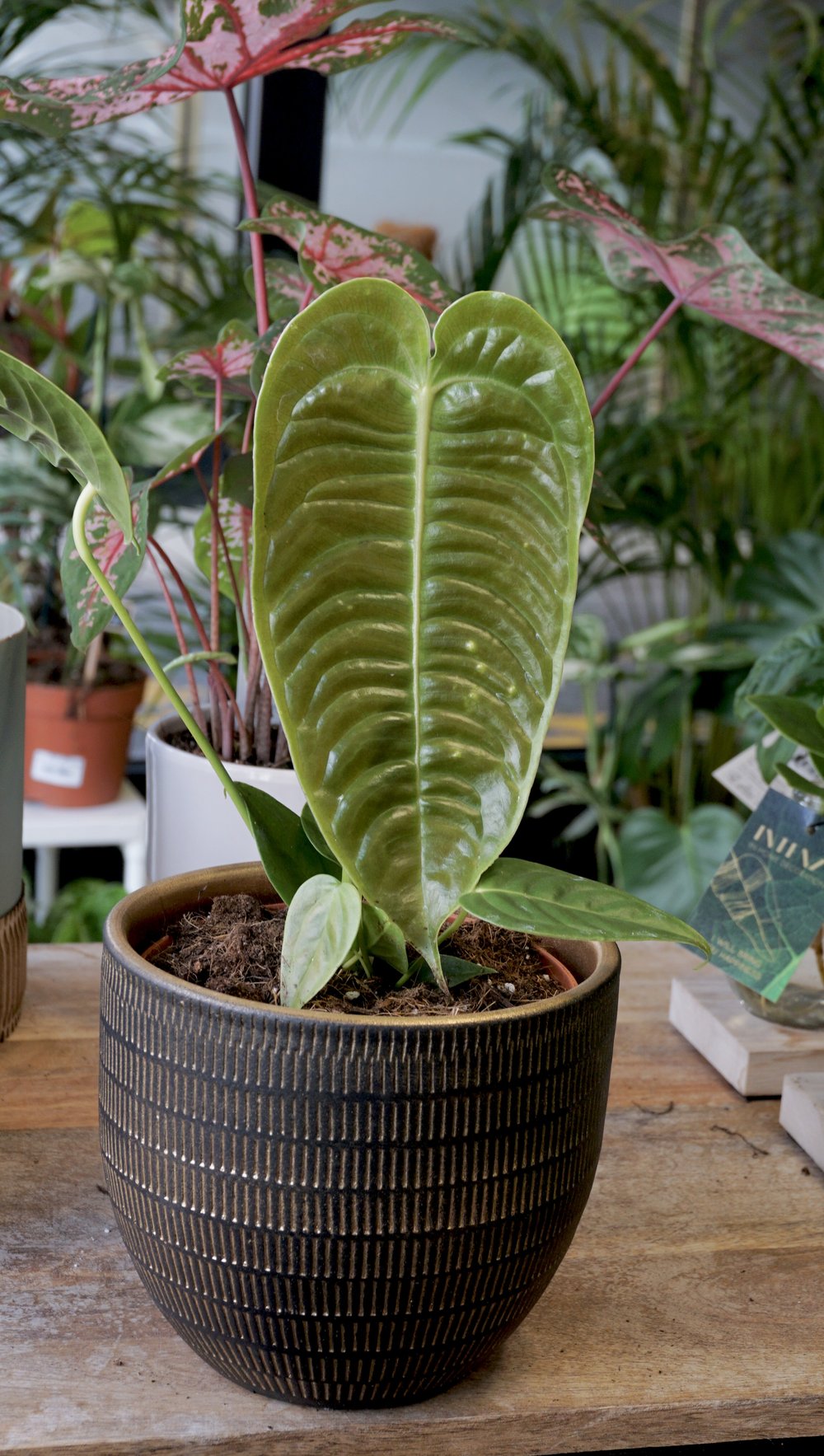 Anthurium Veitchii