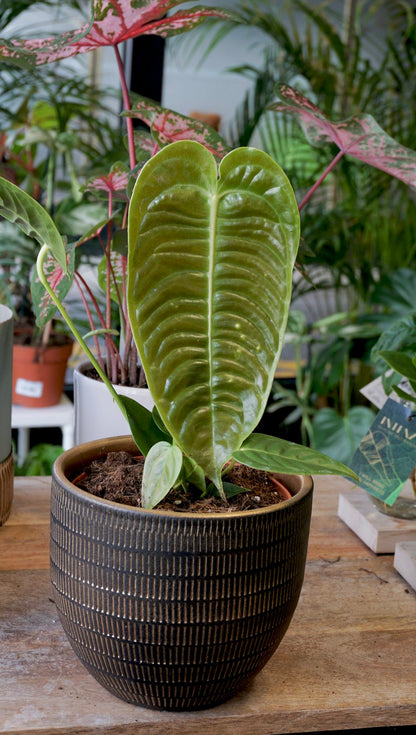 Anthurium Veitchii