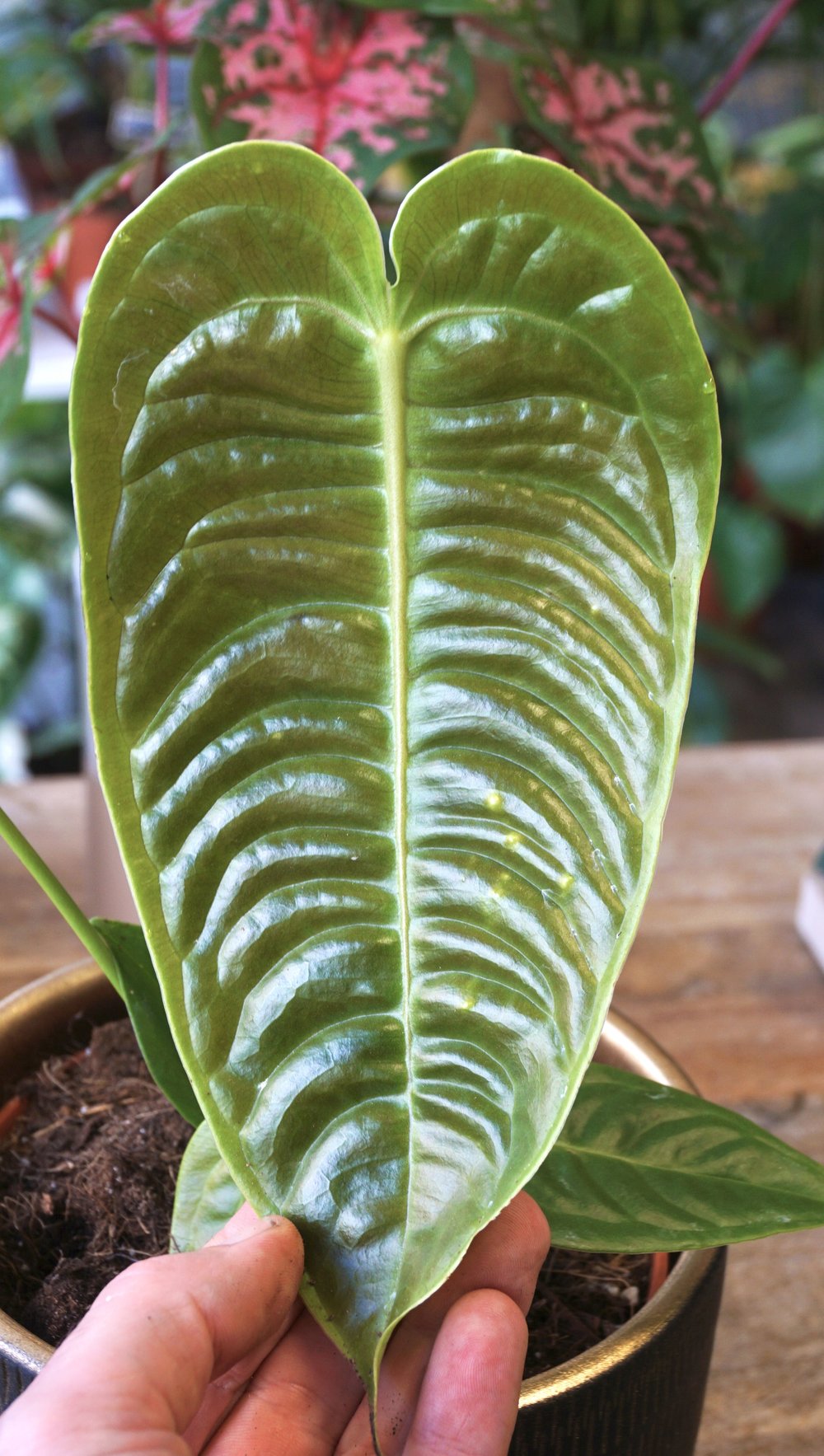 Anthurium Veitchii