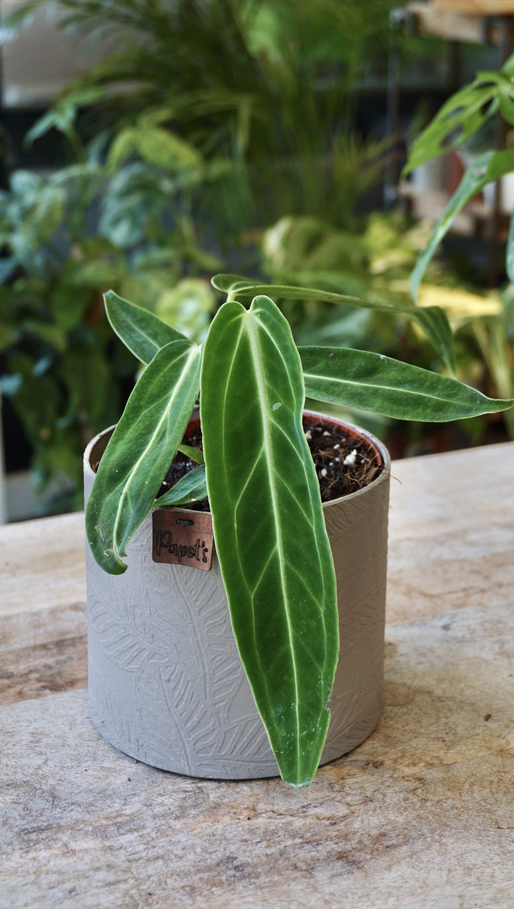 Anthurium Warocqueanum M