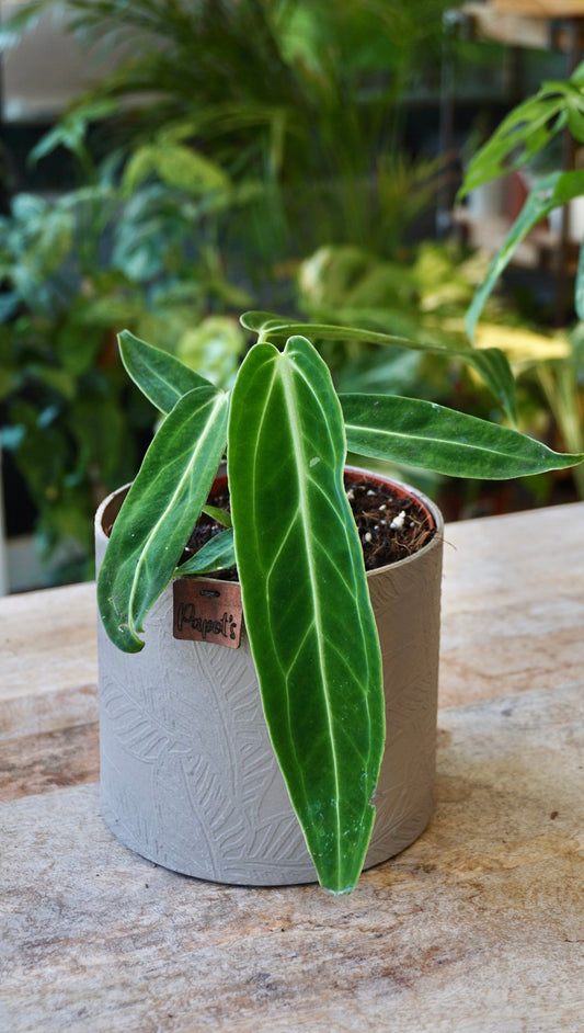 Anthurium Warocqueanum M