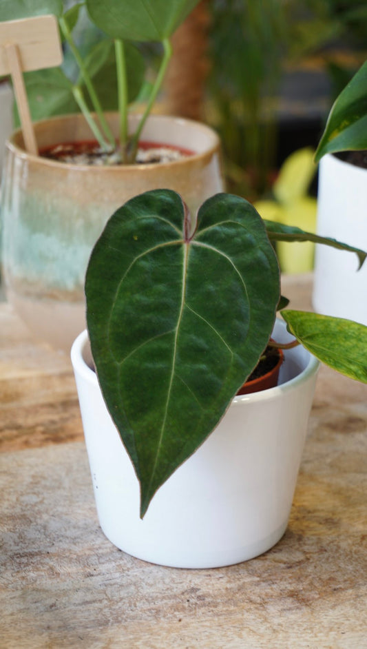 Anthurium Weeping Angel (Papillilaminum x Ace of Spades)