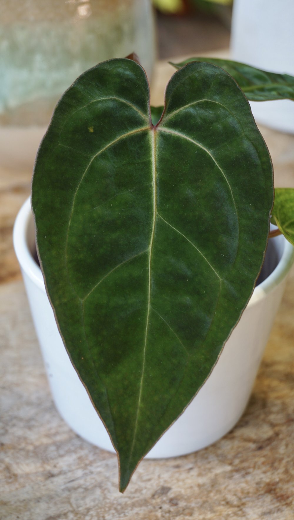 Anthurium Weeping Angel (Papillilaminum x Ace of Spades)