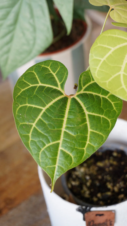 Aristolochia Leuconeura