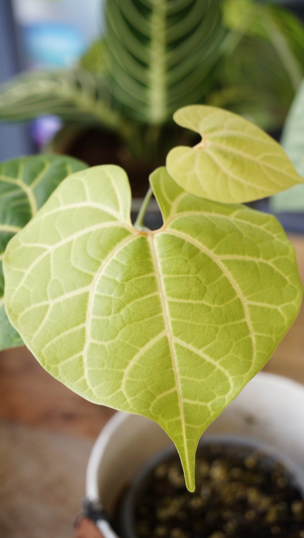 Aristolochia Leuconeura