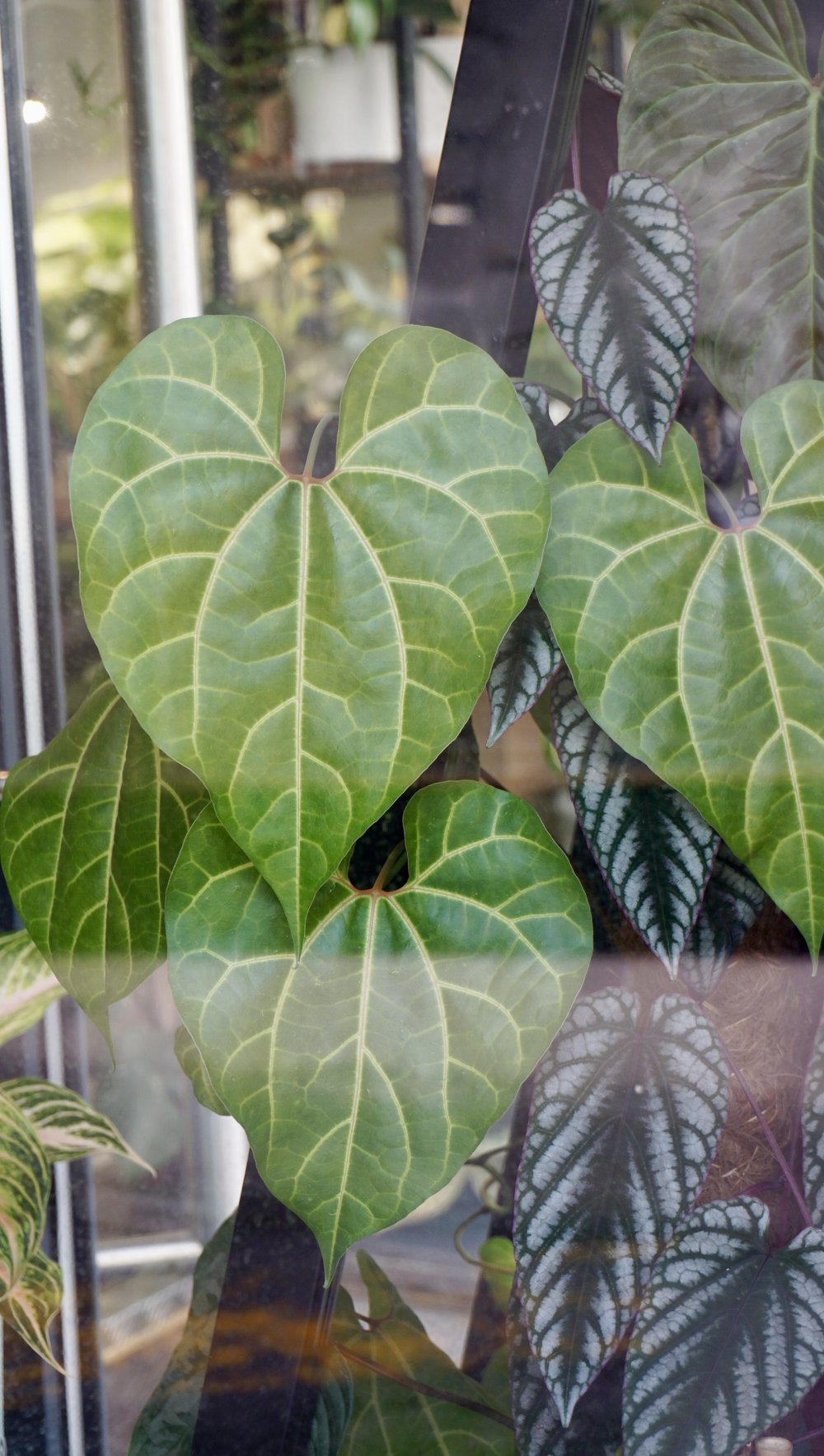 Aristolochia Leuconeura