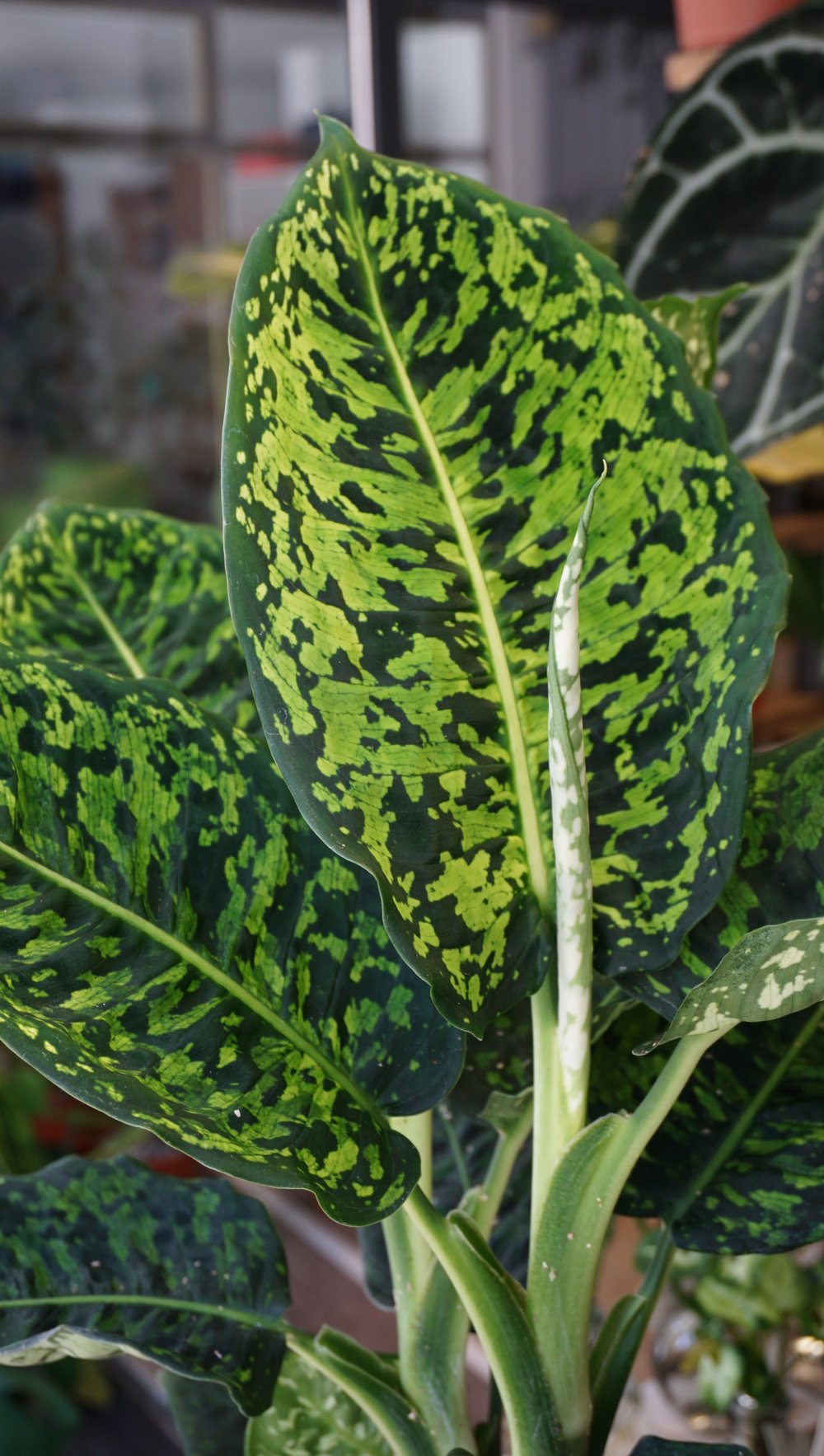 dieffenbachia camouflage rare Dieffenbachia Reflector – Studio Plantes
