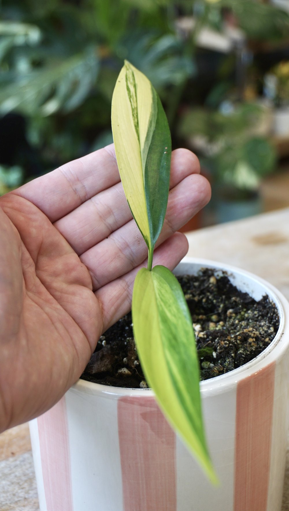 Epipremnum Amplissimum Variegata