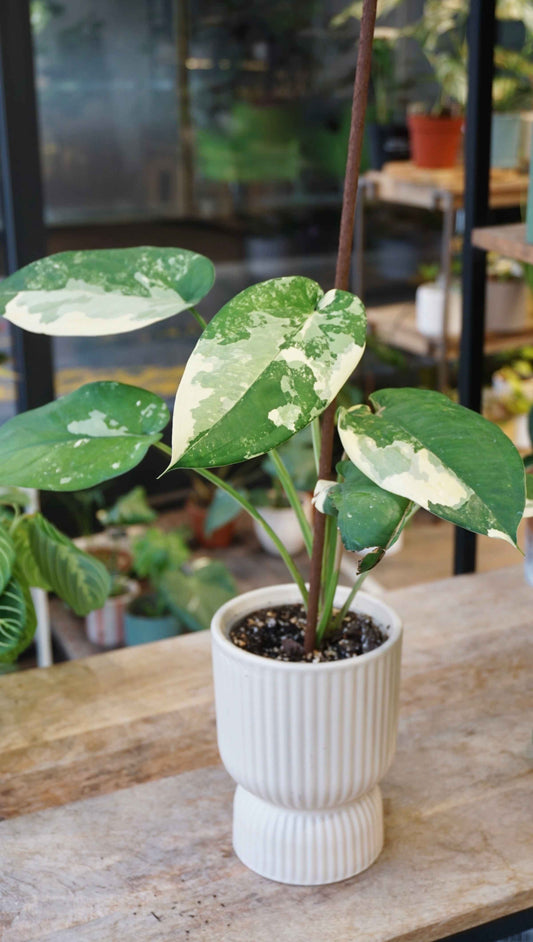 Syngonium Chiapense Albo Variegata