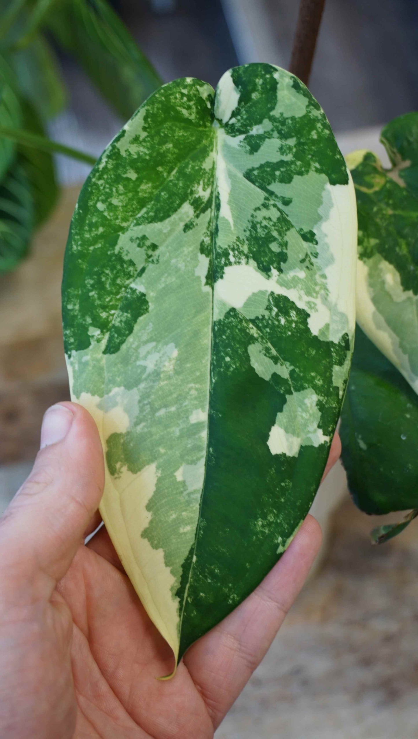 Syngonium Chiapense Albo Variegata