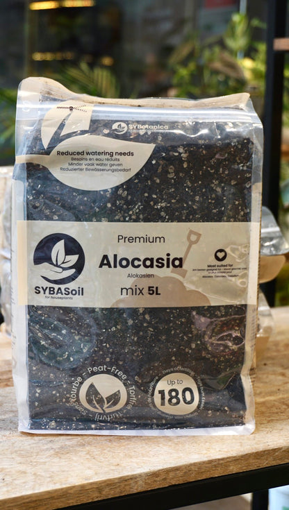 terreau substrat sybotanica france revendeur grossiste france studio plantes rares soil strasbourg rempotage conseils alocasia